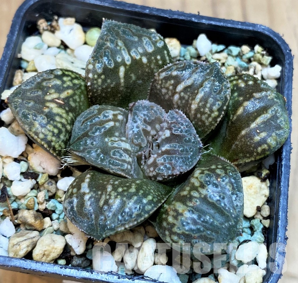 SH8517 Haworthia 'Snake' - Image 2