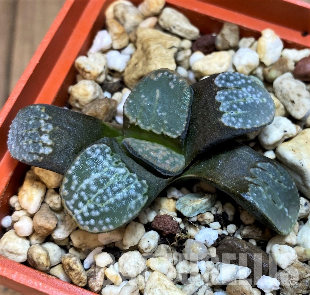SH8041 Haworthia groenewaldii - Image 2
