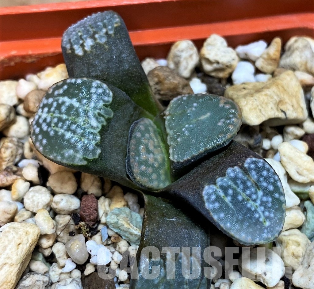 SH8041 Haworthia groenewaldii