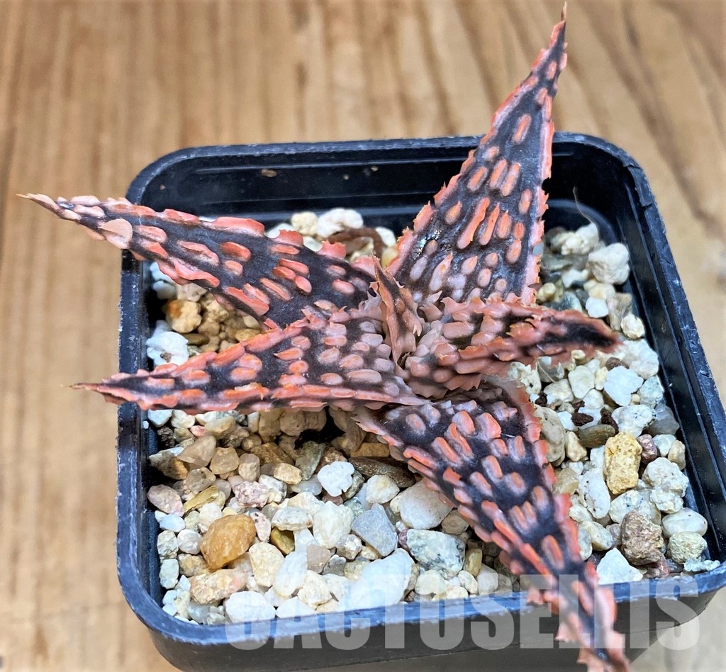 SH30723 Aloe TCT hybrid - Image 2