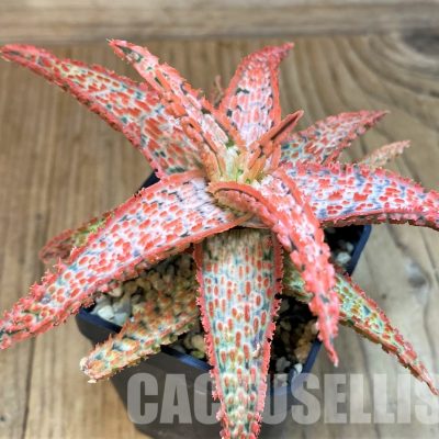 SH30729 Aloe TCT hybrid
