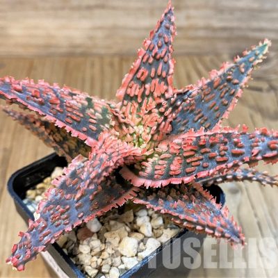SH30731 Aloe TCT hybrid