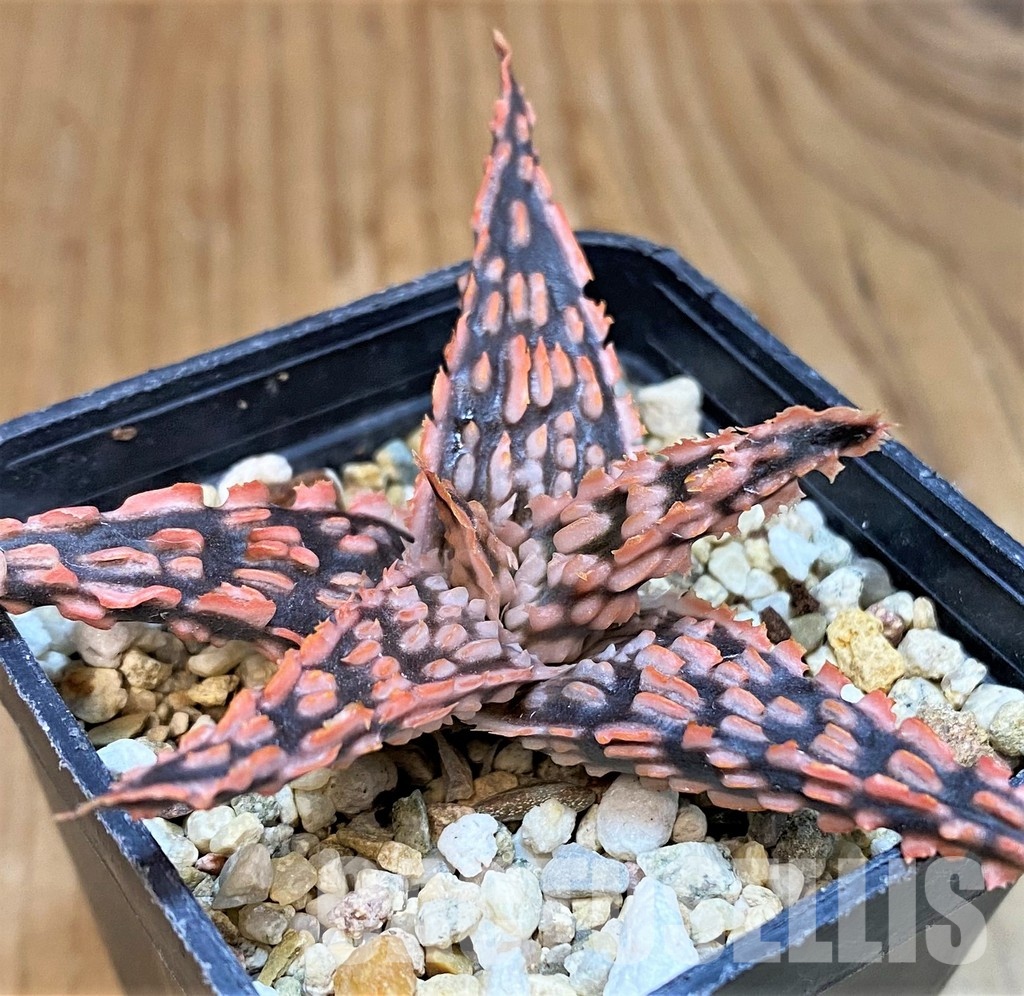 SH30723 Aloe TCT hybrid