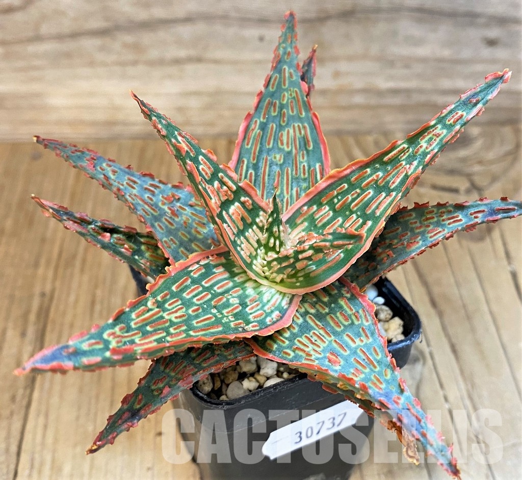 SH30737 Aloe TCT hybrid - Image 3