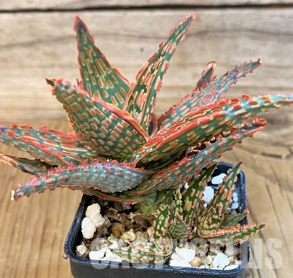 SH30737 Aloe TCT hybrid - Image 2