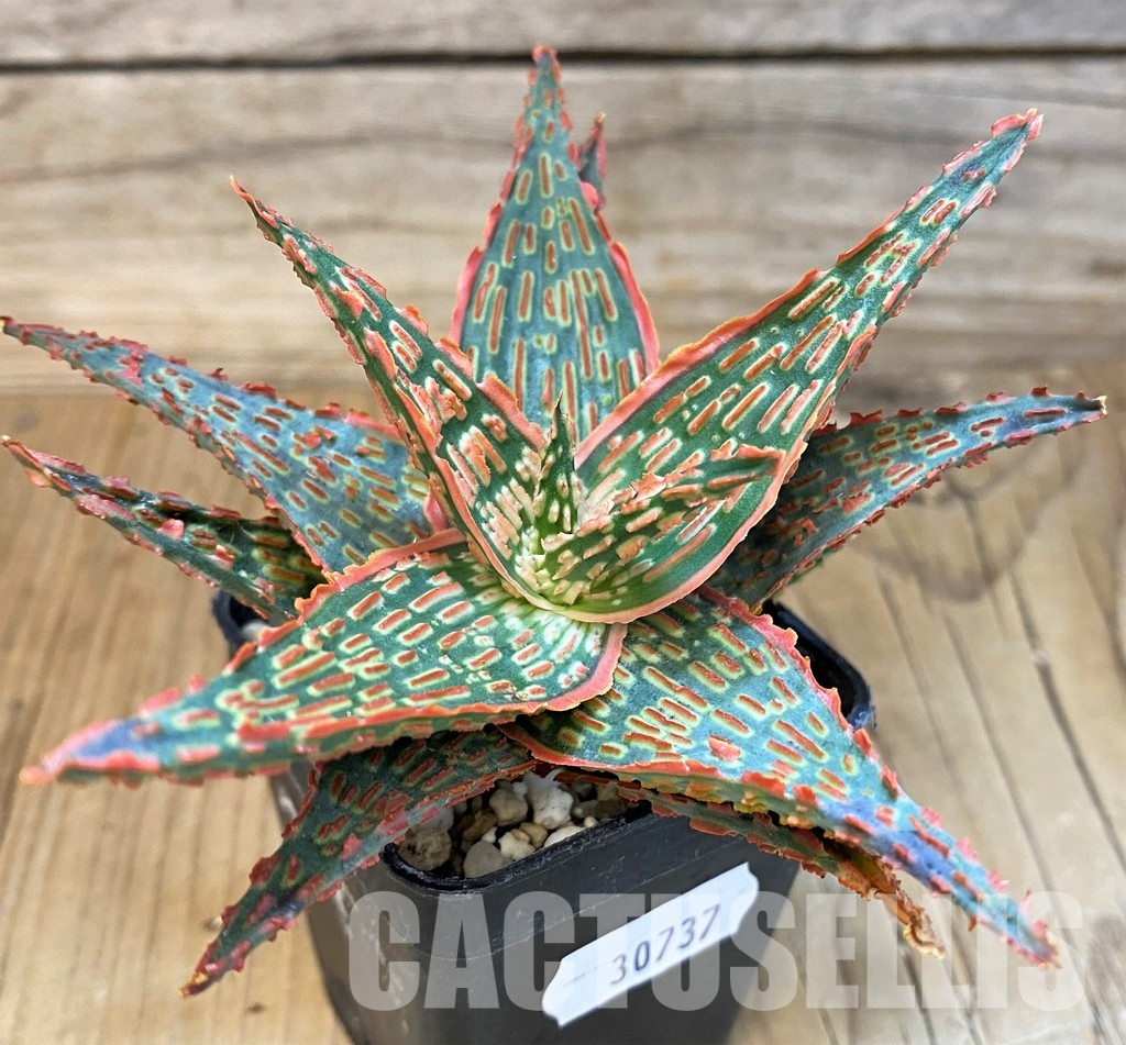 SH30737 Aloe TCT hybrid