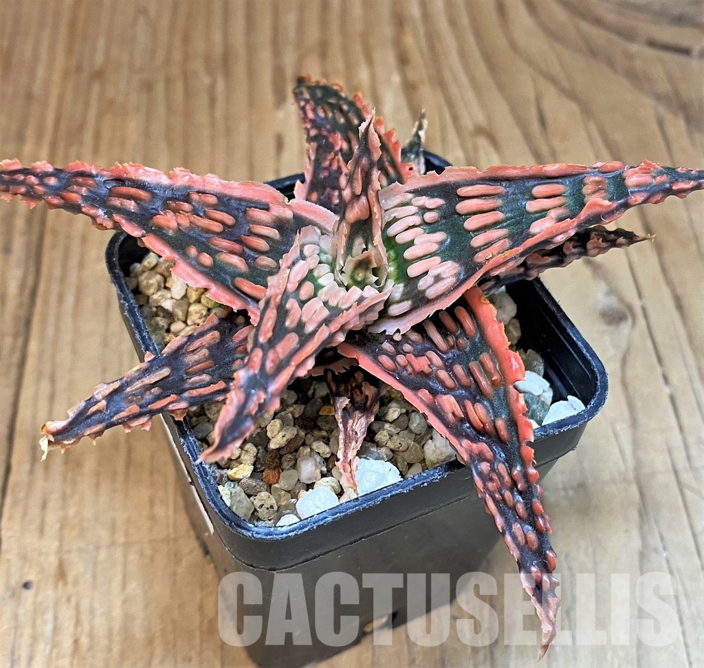SH30724 Aloe TCT hybrid - Image 2
