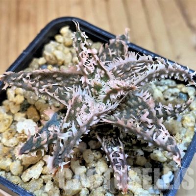 SH30739 Aloe TCT hybrid
