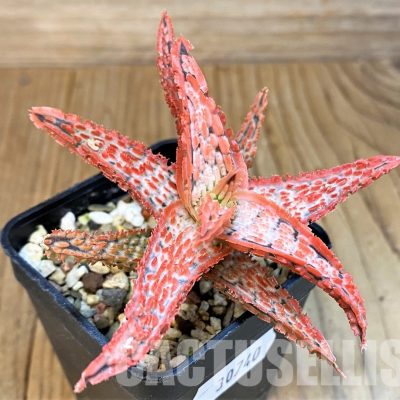 SH30740 Aloe TCT hybrid