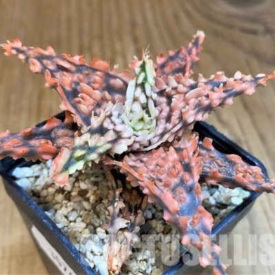 SH30741 Aloe TCT hybrid