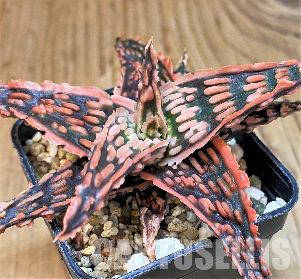 SH30724 Aloe TCT hybrid