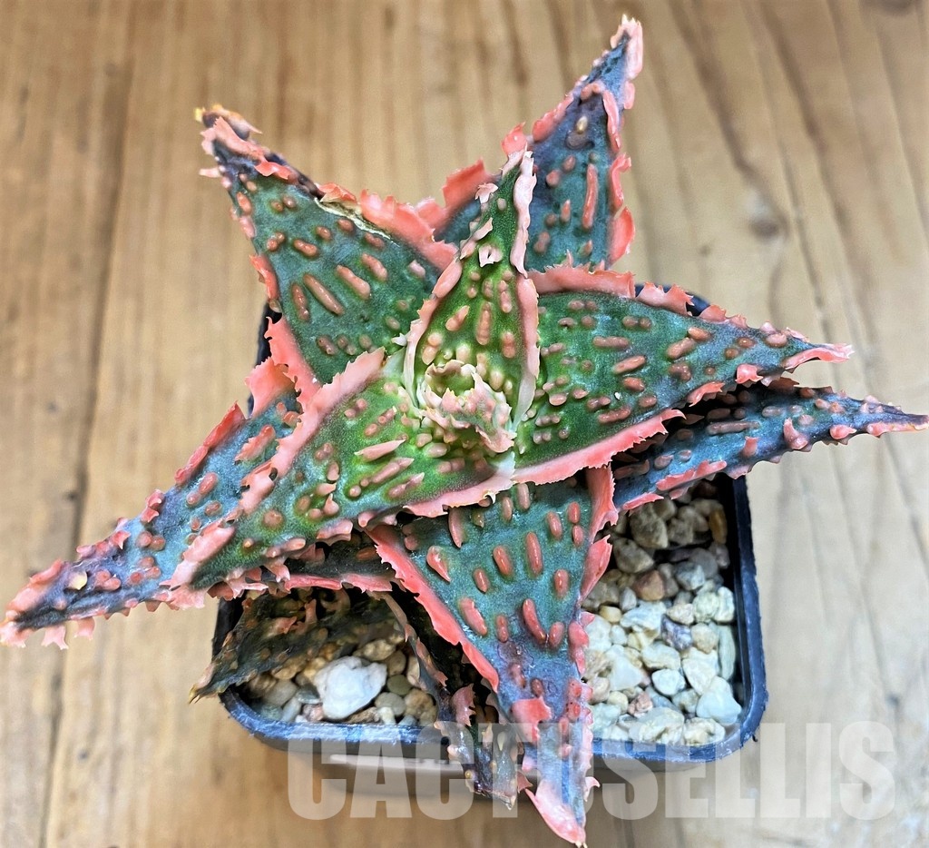 SH30742 Aloe TCT hybrid - Image 2