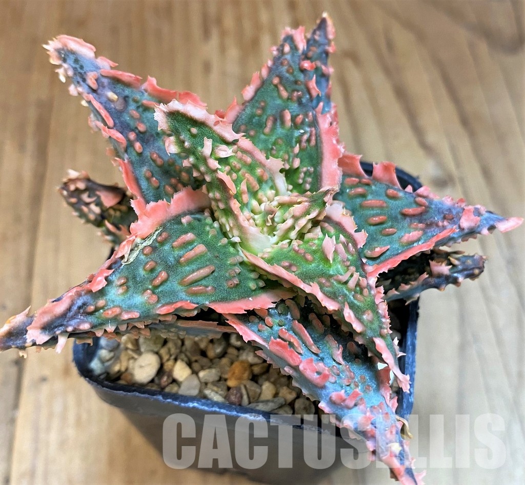 SH30742 Aloe TCT hybrid