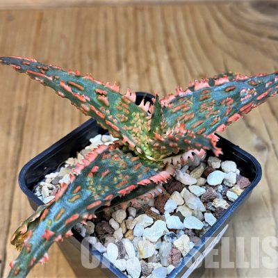 SH30743 Aloe TCT hybrid