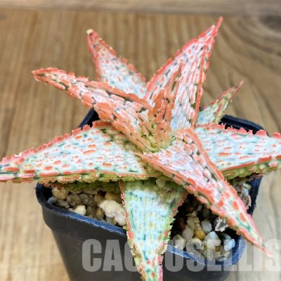 SH30746 Aloe TCT hybrid
