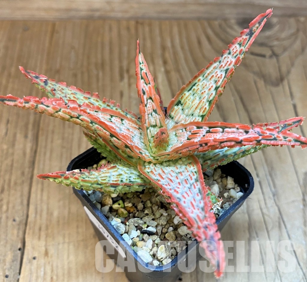 SH30752 Aloe TCT hybrid - Image 2