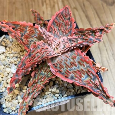 SH30753 Aloe TCT hybrid