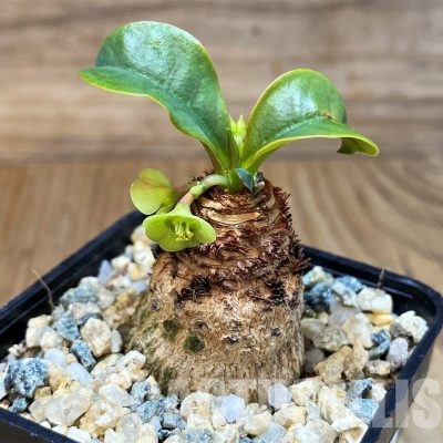 SH30808 Euphorbia ramena