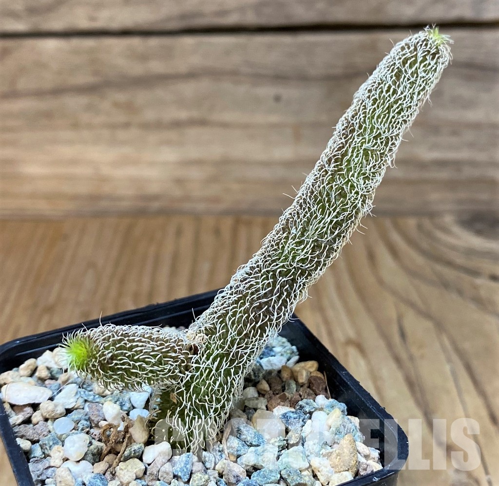 SH30809 Stapelianthus pilosus