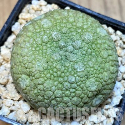 SH30822 Pseudolithos migiurtinus