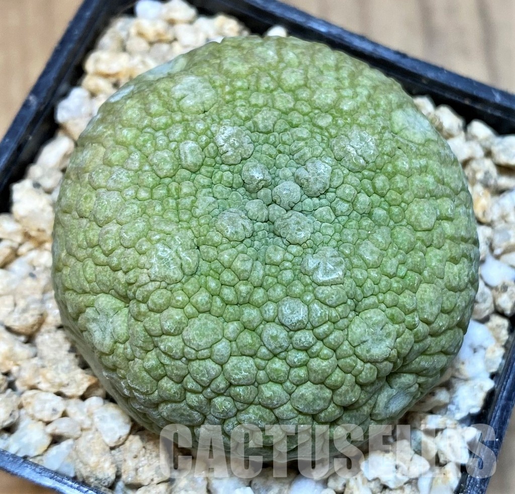 SH30822 Pseudolithos migiurtinus