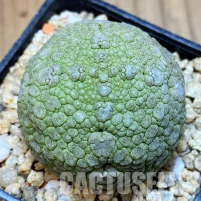 SH30823 Pseudolithos migiurtinus