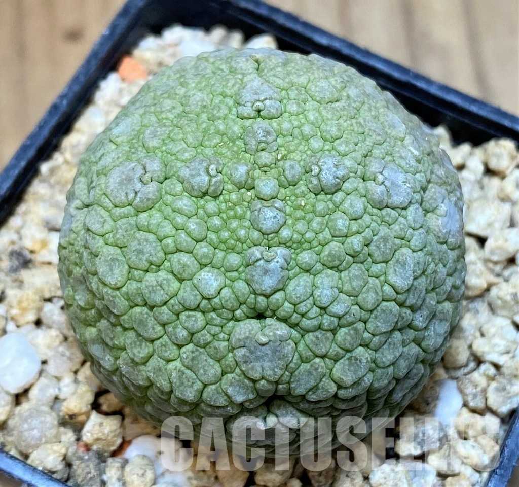 SH30823 Pseudolithos migiurtinus