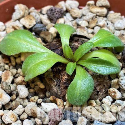 SH30820 Aeollanthus aff. subacaulis v. linearis