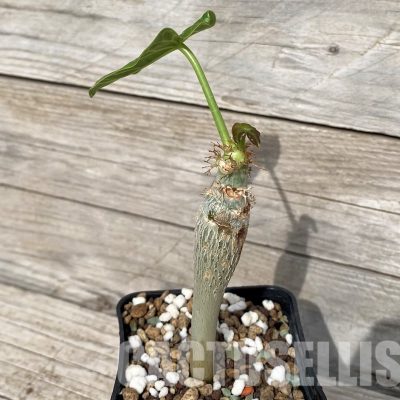 SH30818 Jatropha podagrica
