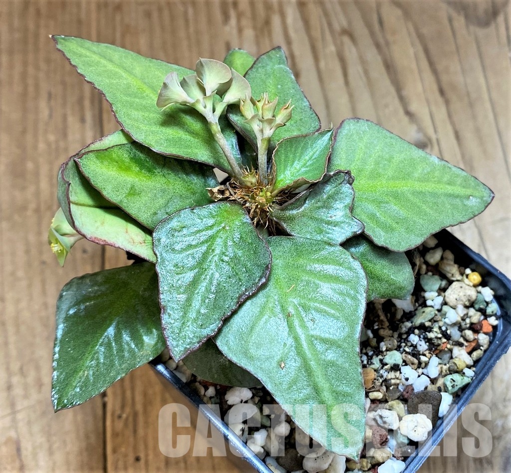 SH17771 Euphorbia francoisii hybrid - Image 2