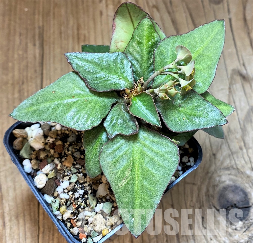 SH17771 Euphorbia francoisii hybrid