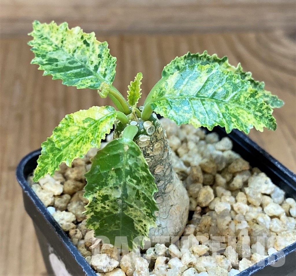 SH30777 Dorstenia hybrid f. variegata - Image 2