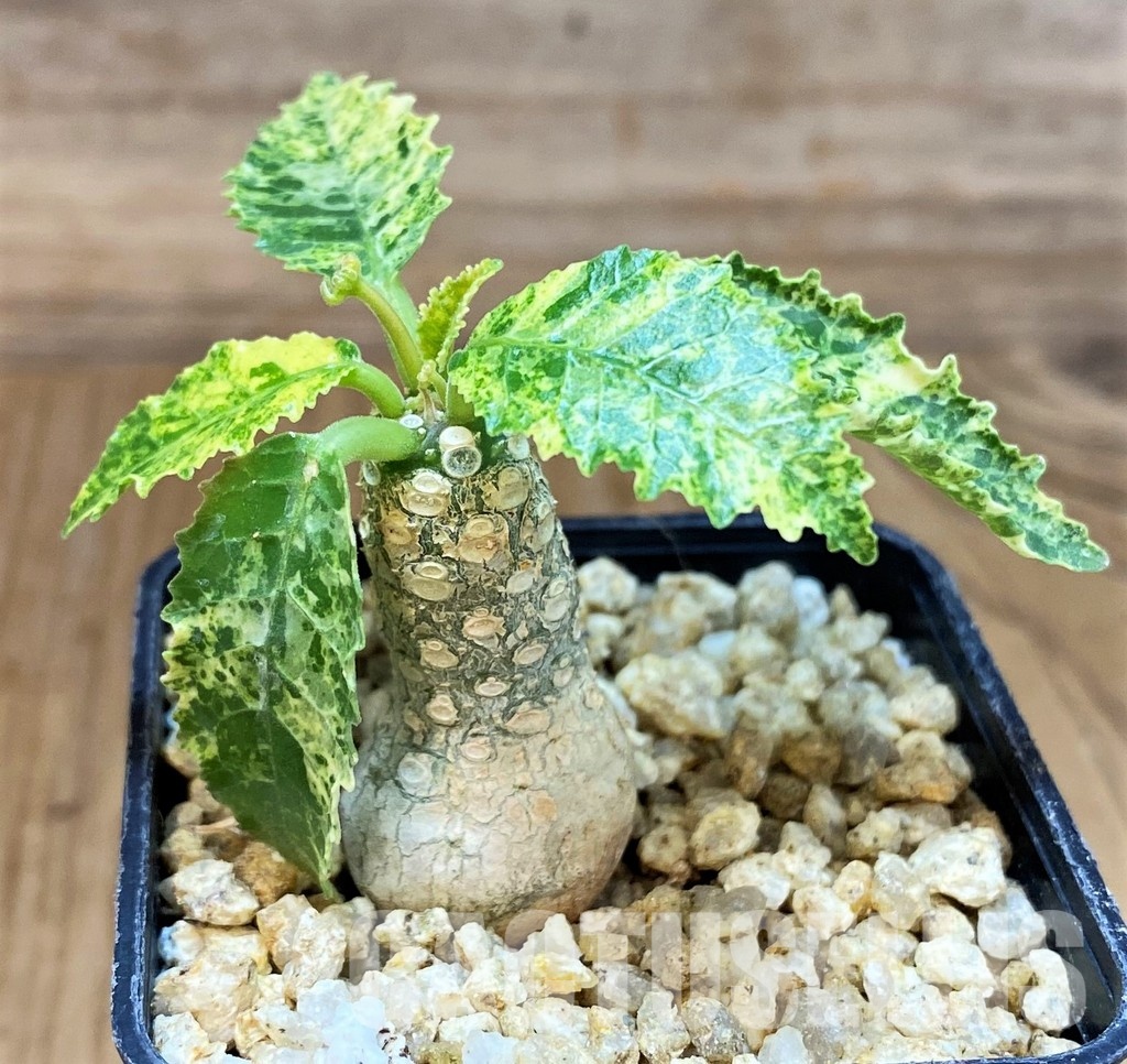 SH30777 Dorstenia hybrid f. variegata