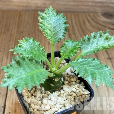 SH30778 Dorstenia horwoodii f. variegata