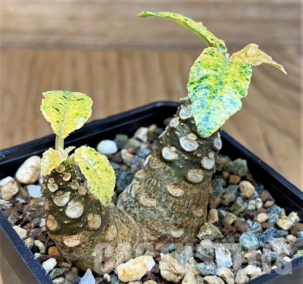 SH30780 Dorstenia hybrid f. variegata - Image 2