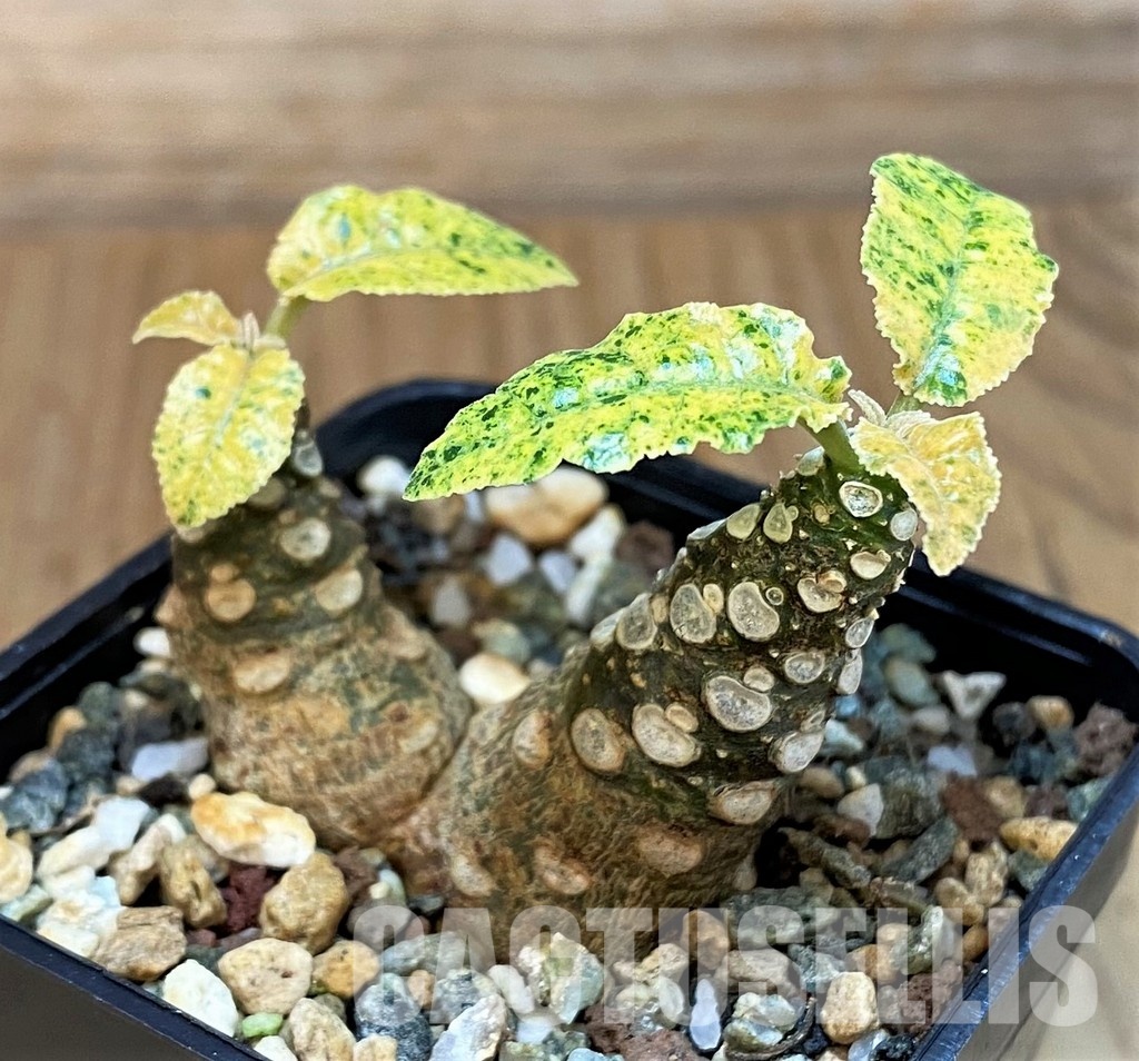 SH30780 Dorstenia hybrid f. variegata