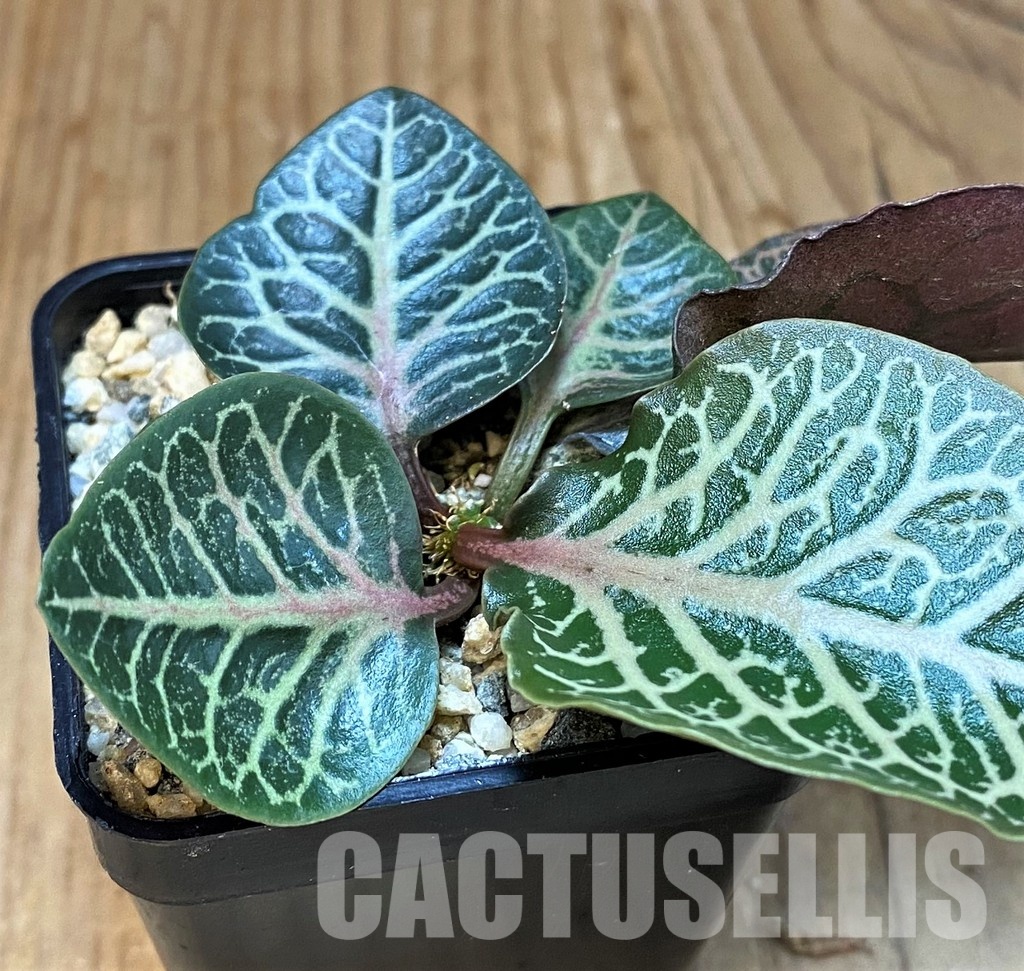 SH30781 Euphorbia francoisii hybrid - Image 2
