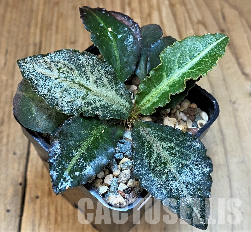 SH30782 Euphorbia francoisii hybrid - Image 2