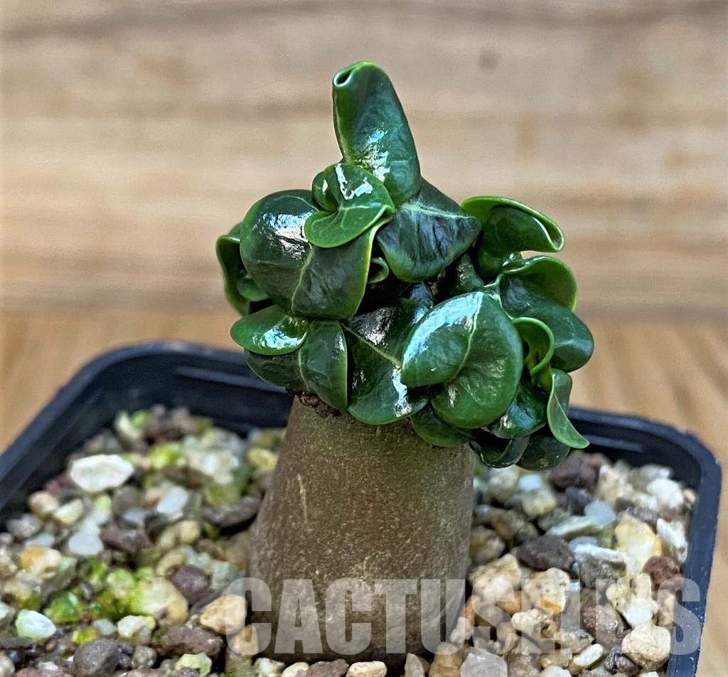 SH30784 Adenium arabicum DHA
