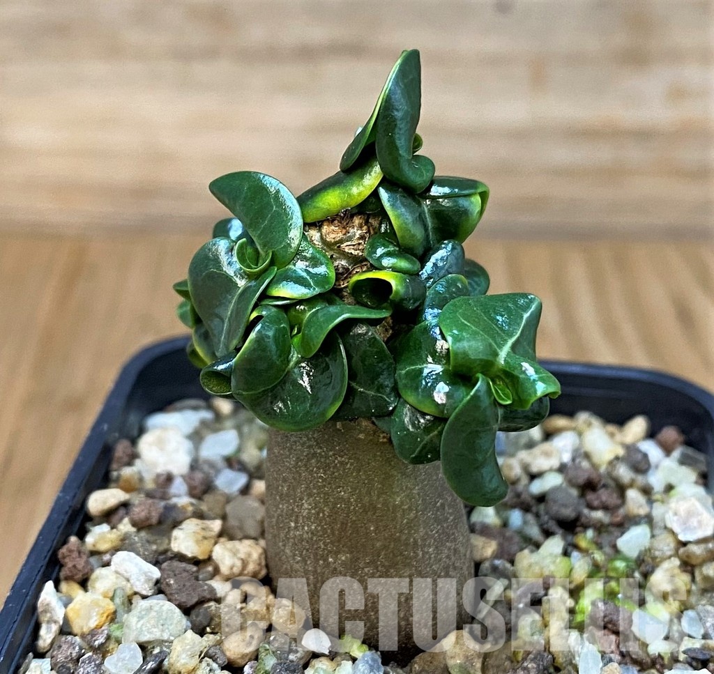 SH30784 Adenium arabicum DHA - Image 2