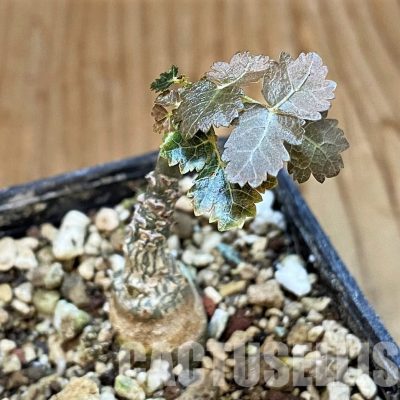 SH30789 Boswellia dioscoridis