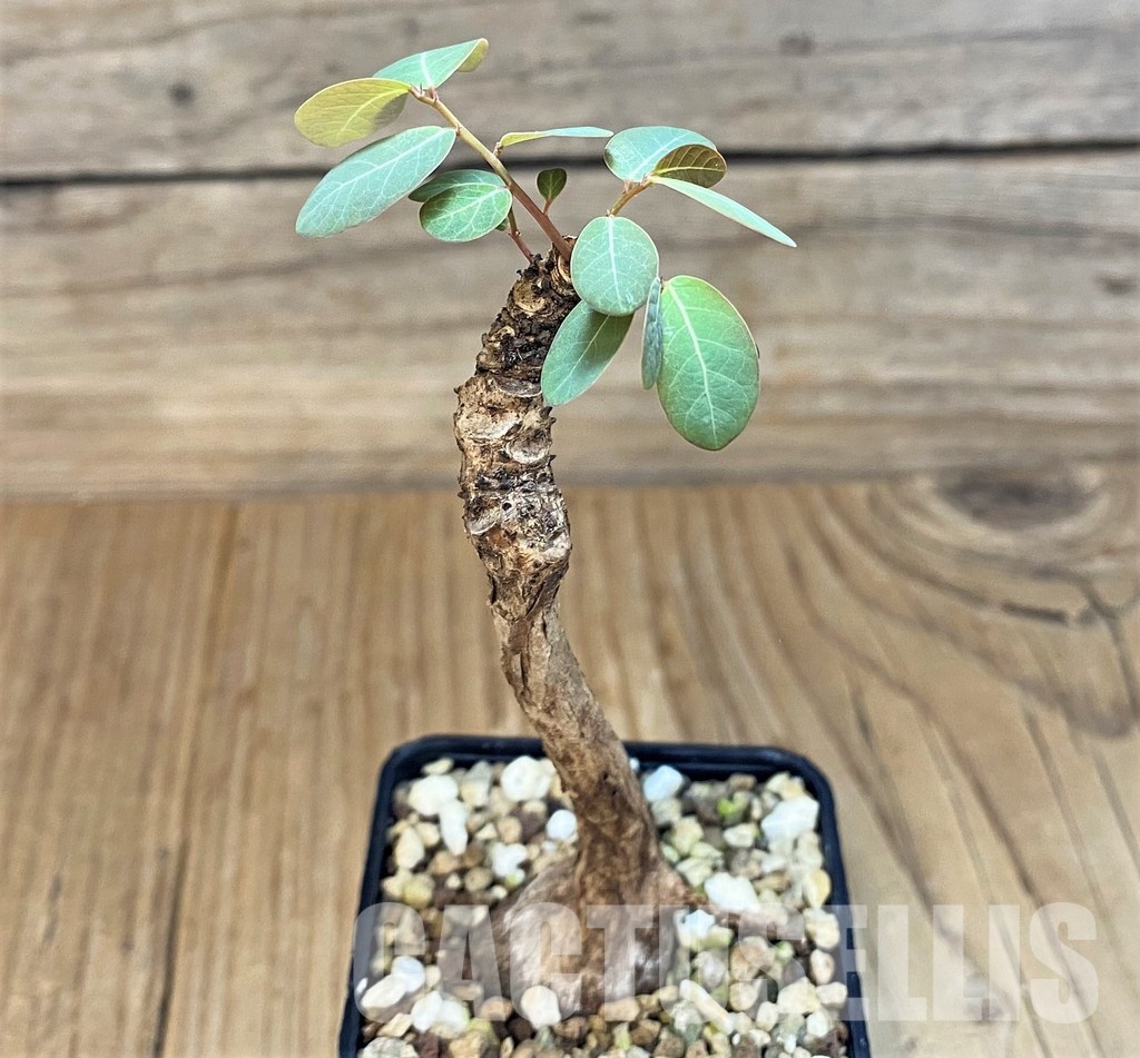SH30793 Phyllanthus mirabilis