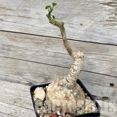 SH30817 Adenia epigea