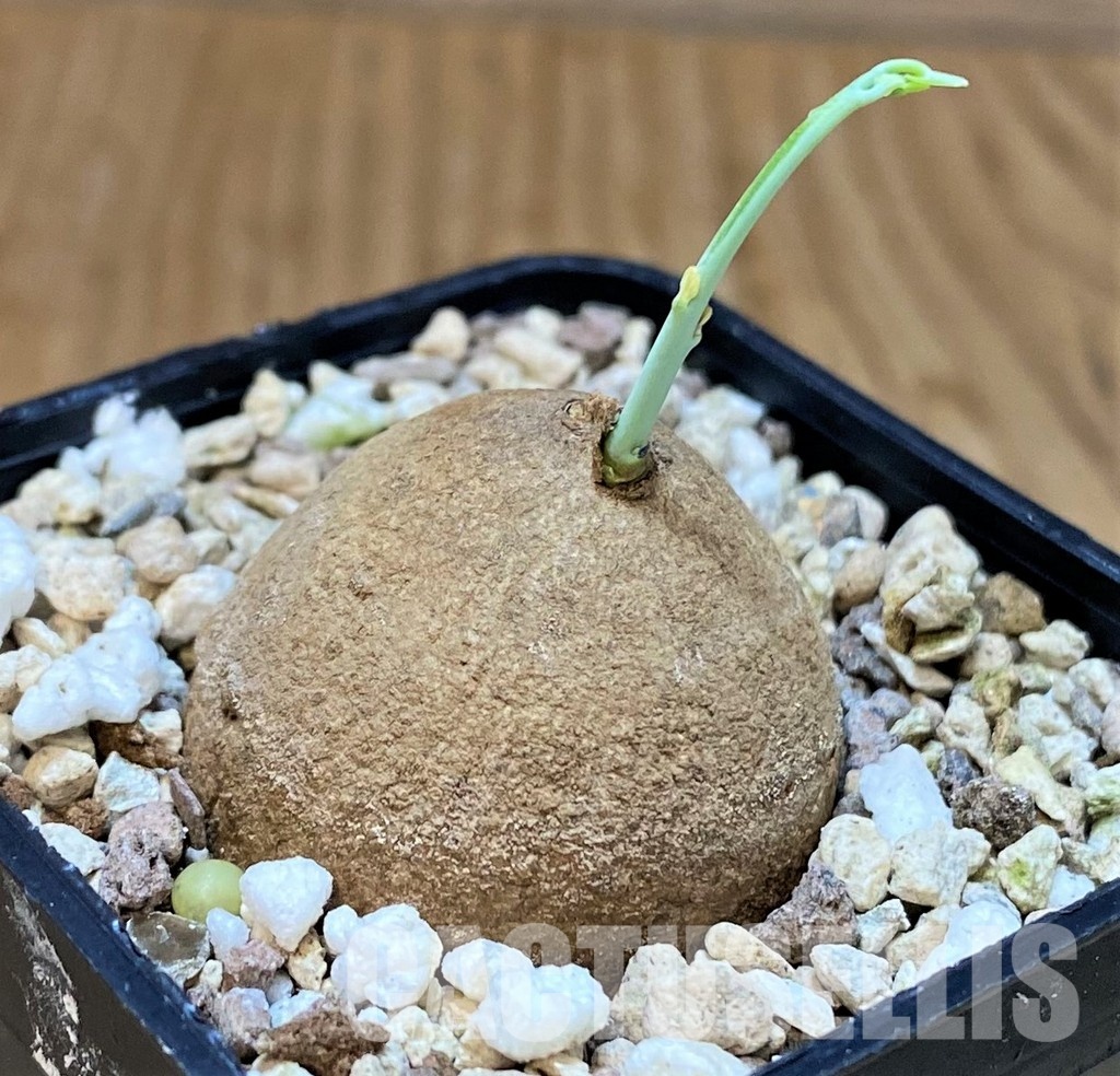 SH30796 Stephania erecta