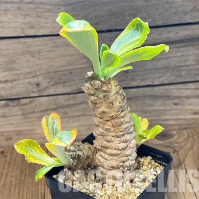 SH30800 Euphorbia poissonii f. variegata