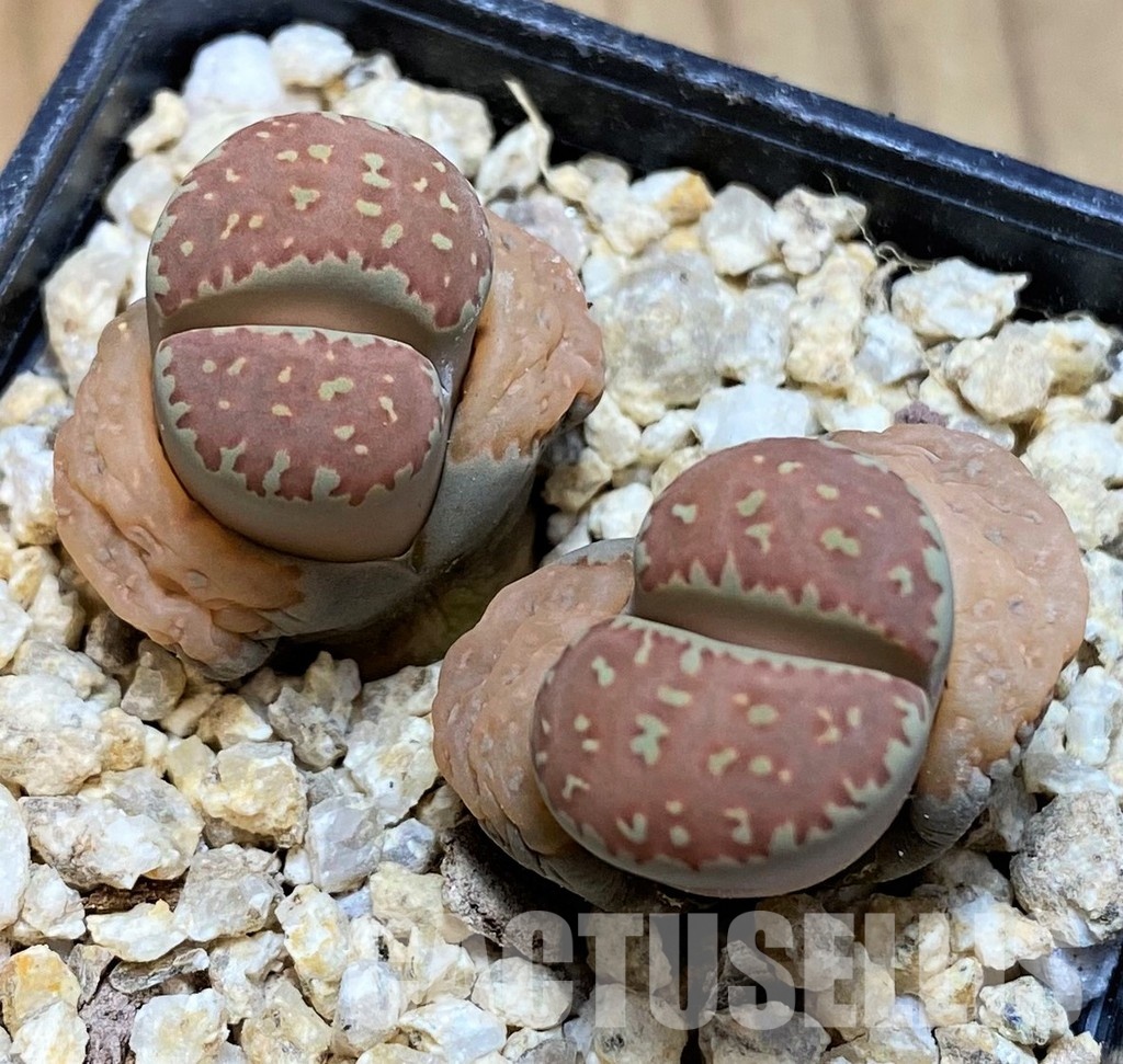 SH30935 Lithops villetii ssp. kennedyi