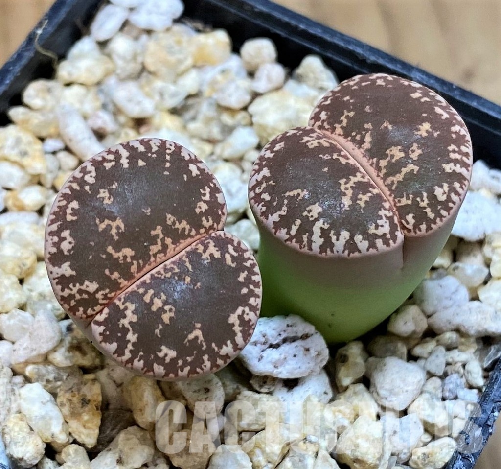 SH30937 Lithops lesliei v. maraisii