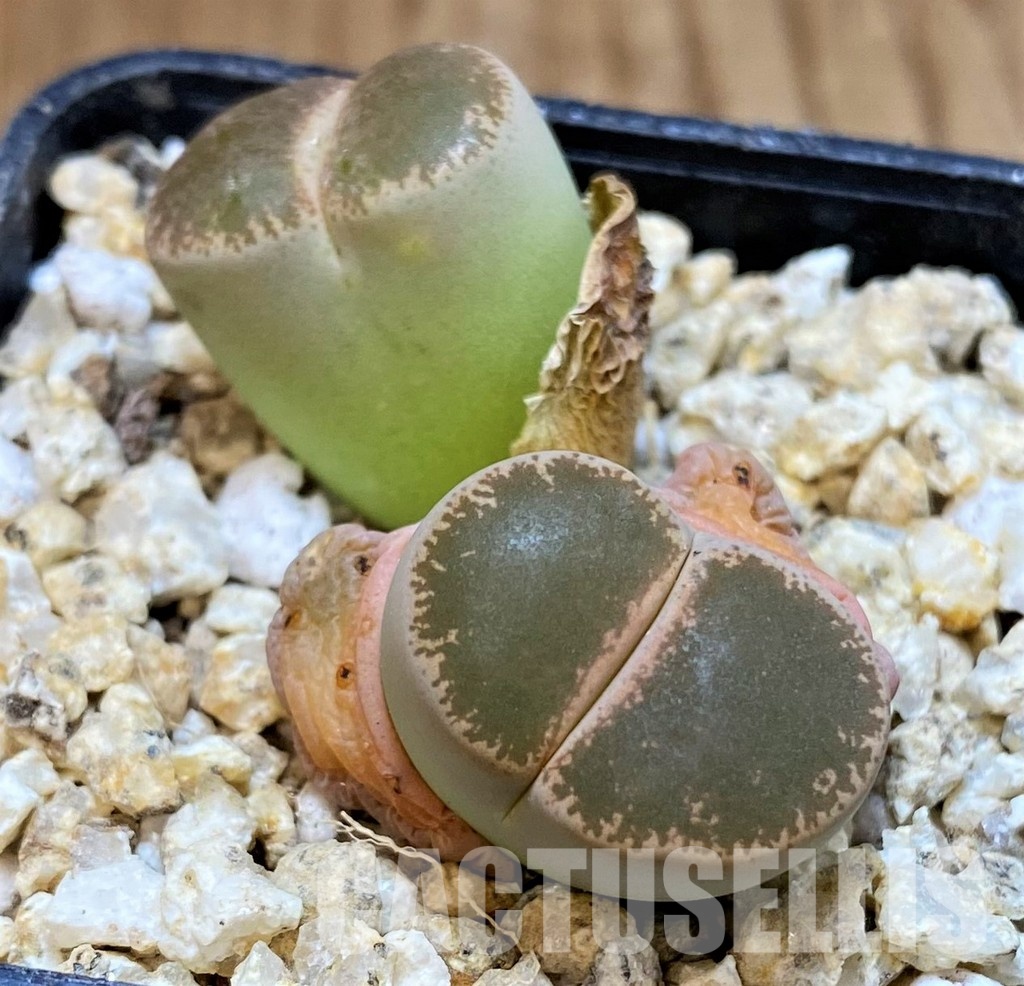 SH30941 Lithops lesliei v. maraisii
