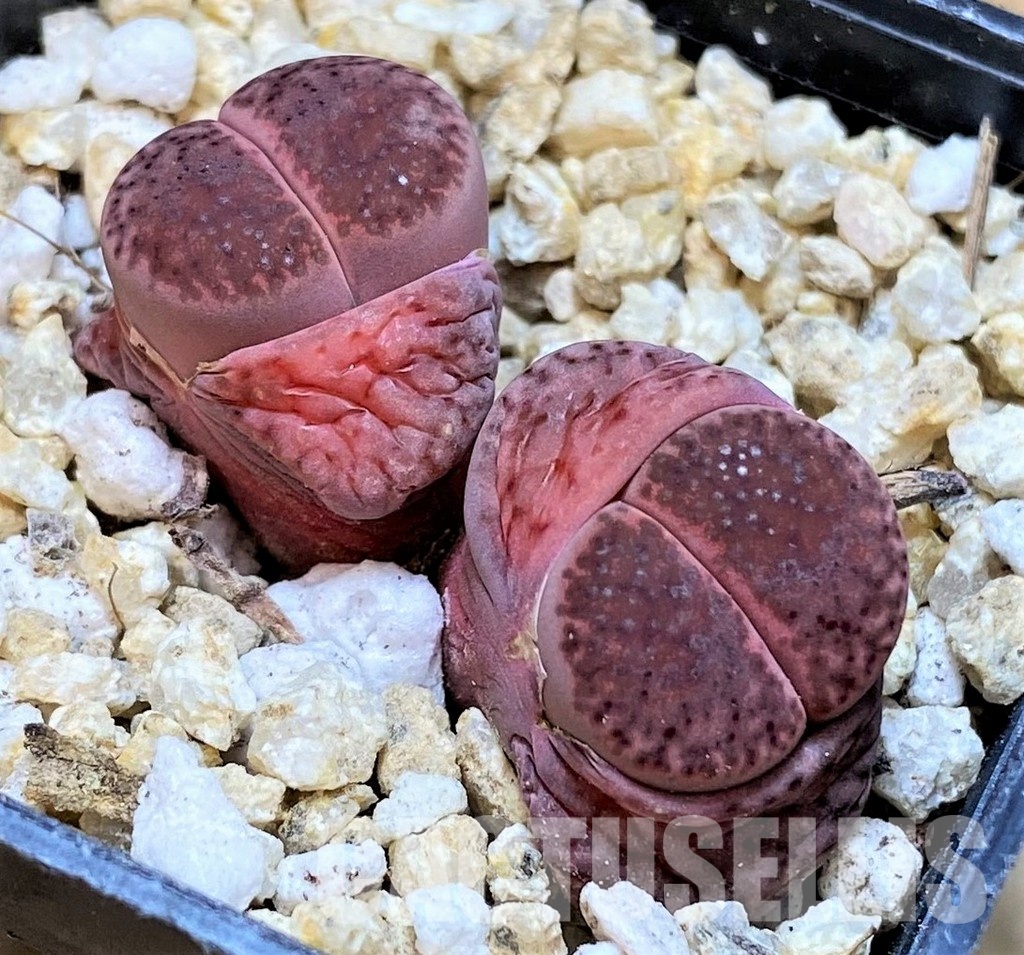 SH30943 Lithops bromfieldii 'Embers'