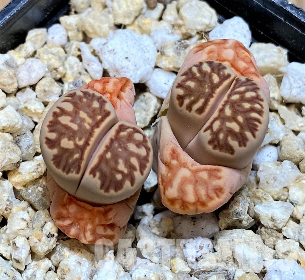 SH30945 Lithops julii 'Kikushogiyoku' hybrid